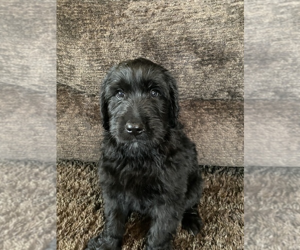 Medium Photo #1 Goldendoodle Puppy For Sale in NEEDMORE, PA, USA