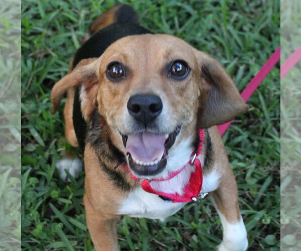 Medium Photo #8 Beagle Puppy For Sale in Dunnellon, FL, USA