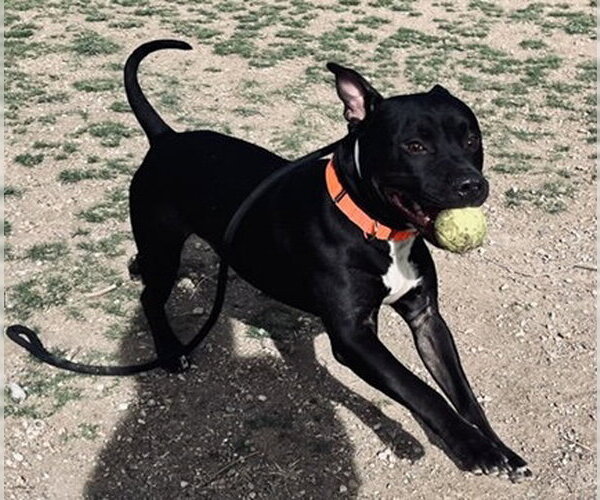 Medium Photo #2 Mutt Puppy For Sale in Fort Collins, CO, USA