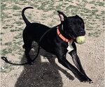 Small #1 Mutt