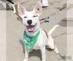Small #5 Carolina Dog Mix