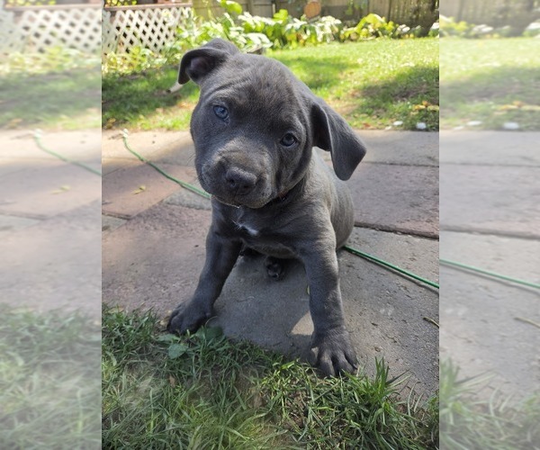 Medium Photo #11 American Pit Bull Terrier Puppy For Sale in WAUSAU, WI, USA