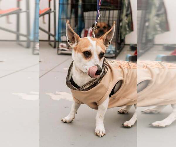 Medium Photo #6 Jack Chi Puppy For Sale in Visalia, CA, USA