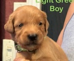 Puppy 9 Golden Retriever
