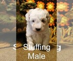 Puppy Stuffing Poodle (Toy)-Schnoodle (Miniature) Mix