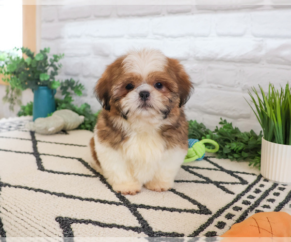 Medium Photo #9 Shih Tzu Puppy For Sale in SYRACUSE, IN, USA
