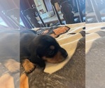 Small #8 Dachshund