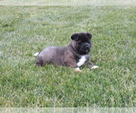 Small Photo #2 Akita Puppy For Sale in MOUNT SOLON, VA, USA