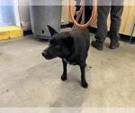 Small Australian Kelpie