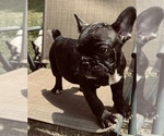 Small Photo #13 French Bulldog Puppy For Sale in PALMETTO, GA, USA