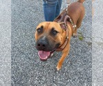 Small #5 Mastador