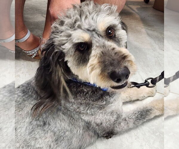 Medium Photo #3 Mutt Puppy For Sale in Walnutport, PA, USA