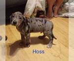 Small Photo #9 Great Dane Puppy For Sale in COVINGTON, VA, USA