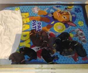 Doberman Pinscher Puppy for sale in MOUNT HEALTHY, OH, USA