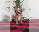Small Photo #51 Cavapoo (Miniature) Puppy For Sale in GOSHEN, IN, USA