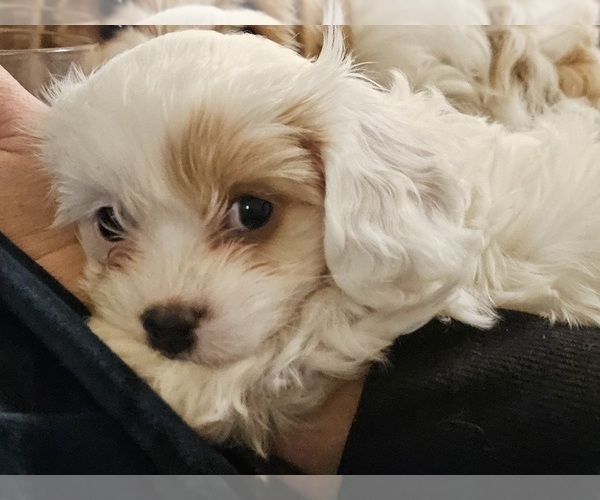Medium Photo #1 Cavapoo Puppy For Sale in FAIR GROVE, MO, USA