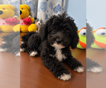 BichPoo puppies - Male Bichpoo Puppy for Sale - Photo #6