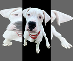 Small Photo #5 Dogo Argentino Puppy For Sale in Uwchlan, PA, USA
