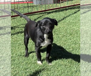 Chihuahua-Unknown Mix Dogs for adoption in Grafton, WI, USA