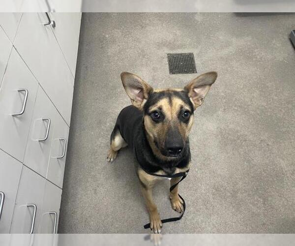 Medium Photo #1 German Shepherd Dog Puppy For Sale in HESPERIA, CA, USA