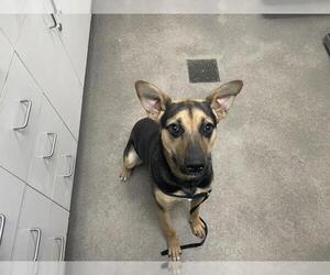 German Shepherd Dog Dogs for adoption in HESPERIA, CA, USA