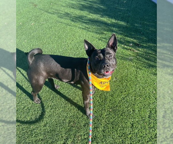 Medium Photo #1 American Pit Bull Terrier-Australian Kelpie Mix Puppy For Sale in phoenix, AZ, USA