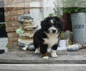 Miniature Bernedoodle Puppy for sale in DUNDEE, OH, USA