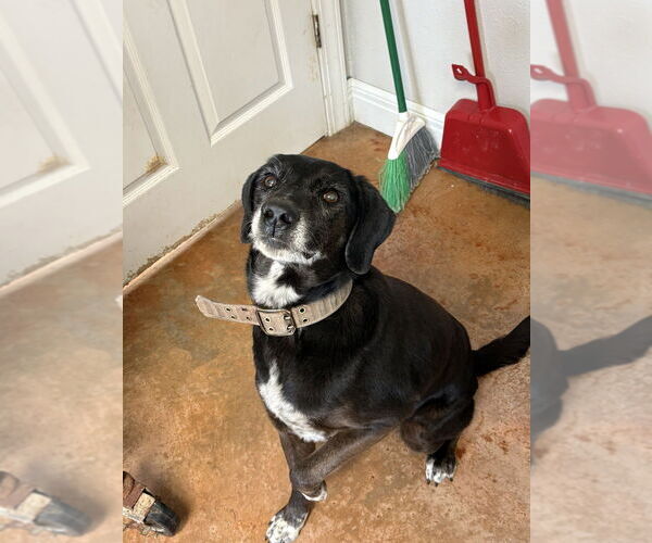Medium Photo #2 Labrador Retriever-Unknown Mix Puppy For Sale in Bolivar, MO, USA