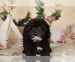 Small Photo #1 Goldendoodle-Poodle (Miniature) Mix Puppy For Sale in WARSAW, IN, USA