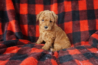 Goldendoodle Puppy for sale in KENSINGTON, OH, USA