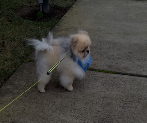 Father of the Pomeranian puppies born on 03/15/2025