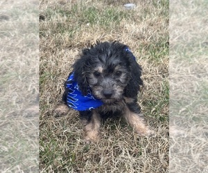 Poodle (Toy)-Yorkshire Terrier Mix Puppy for sale in BLOOMFIELD, MO, USA