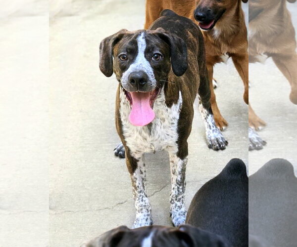 Medium Photo #3 Boglen Terrier Puppy For Sale in Chicago, IL, USA