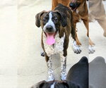 Small #2 Boglen Terrier