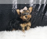 Puppy Theo F1B Morkie