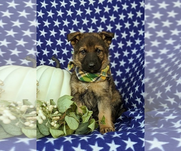 Medium Photo #1 German Shepherd Dog Puppy For Sale in ELKTON, MD, USA