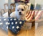 Puppy Star Poodle (Miniature)-Zuchon Mix