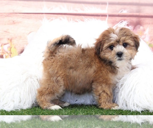 Medium Photo #3 Shorkie Tzu Puppy For Sale in MARIETTA, GA, USA