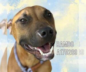 Mutt Dogs for adoption in Tulsa, OK, USA