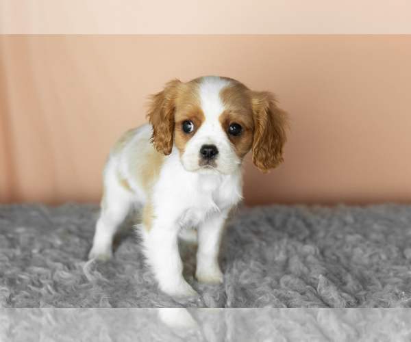 Medium Photo #9 Cavalier King Charles Spaniel Puppy For Sale in MILLERSBURG, IN, USA