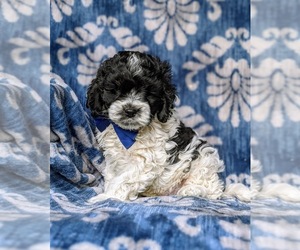 Cocker Spaniel-Poodle (Miniature) Mix Puppy for sale in NEW HOLLAND, PA, USA