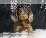 Small #1 Dachshund