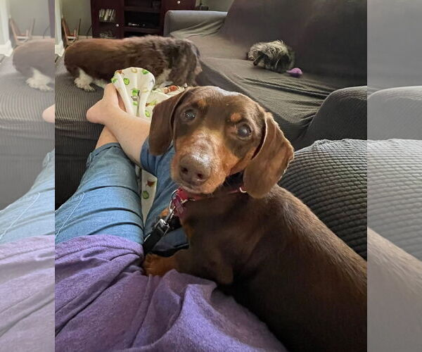 Medium Photo #5 Dachshund Puppy For Sale in Fruitland, SC, USA