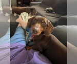 Small #4 Dachshund