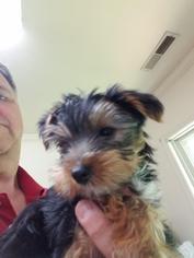 Yorkshire Terrier Puppy for sale in CHARLOTTESVILLE, VA, USA