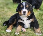 Puppy Augie Bernese Mountain Dog