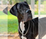 Mandy - Female Great Dane Dog for Adoption - Small photo
