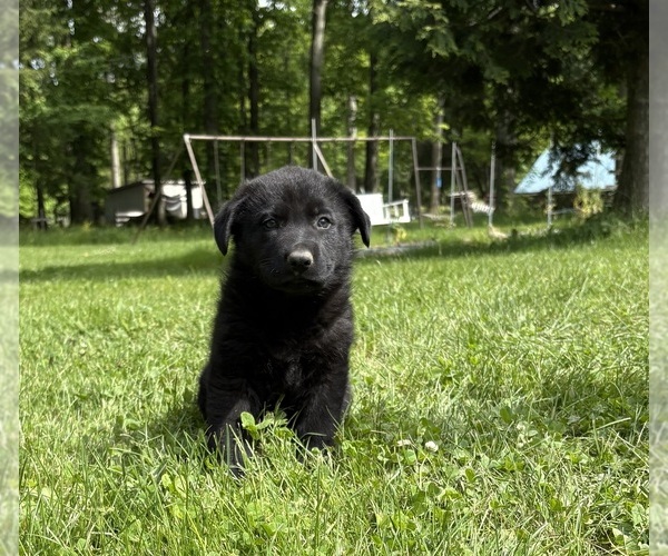 Medium Photo #5 German Shepherd Dog Puppy For Sale in PULASKI, PA, USA