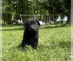 Small #4 German Shepherd Dog