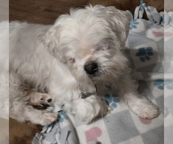 Medium Photo #2 Mal-Shi Puppy For Sale in Clarkston, MI, USA